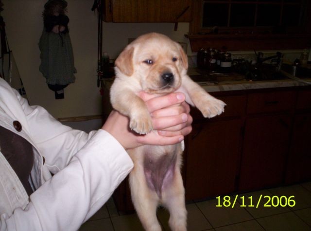 bellas_litter111806_100_6238.JPG